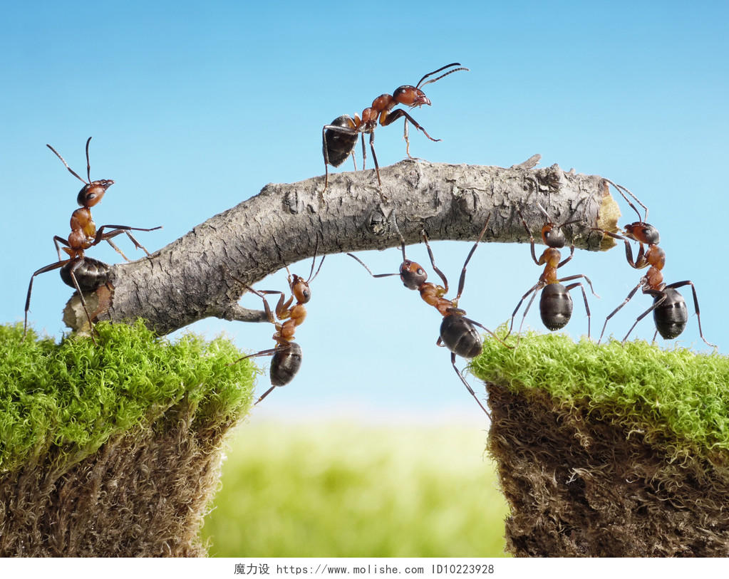蚂蚁搭建桥团队合作精神奋斗精神努力蚂蚁团结